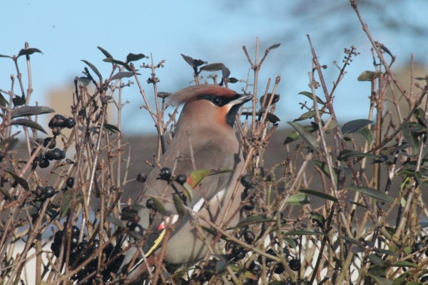 pestvogel1