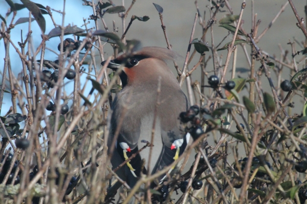 pestvogel2
