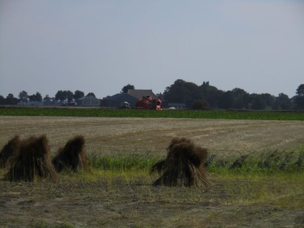 rispinge2