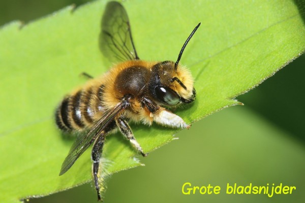 bij Grote Bladsnijder