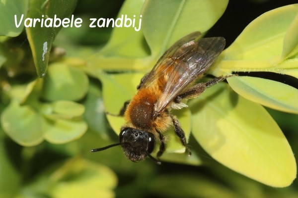 bij Variabele Zandbij