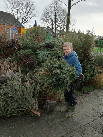 kerstbomen2