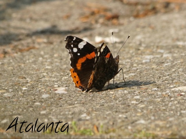 Atalanta