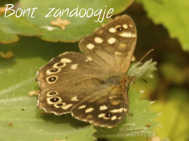 Bont Zandoogje