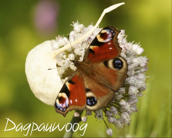 Dagpauwoog