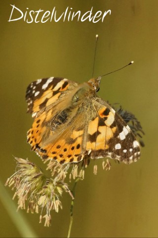 Distelvlinder