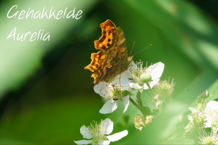 Gehakkelde Aurelia