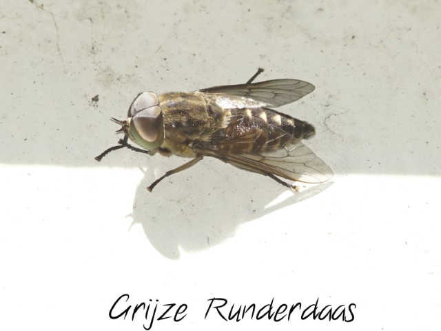 Grijze Runderdaas