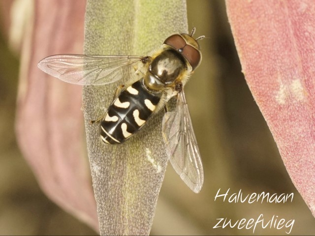 Halvemaan Zweefvlieg