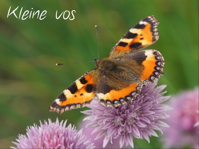 Kleine Vos