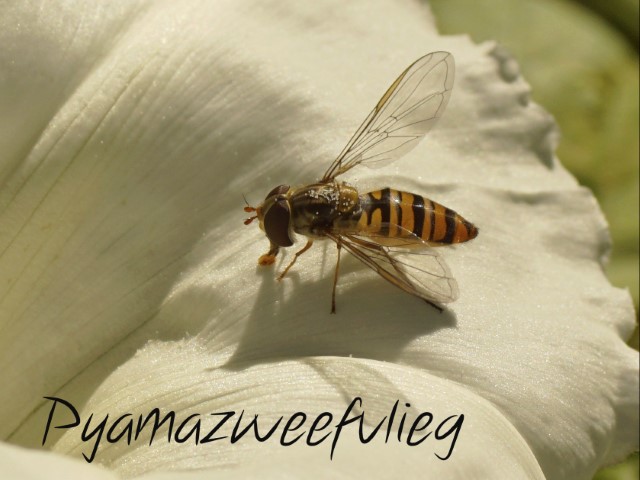 Pyamazweefvlieg
