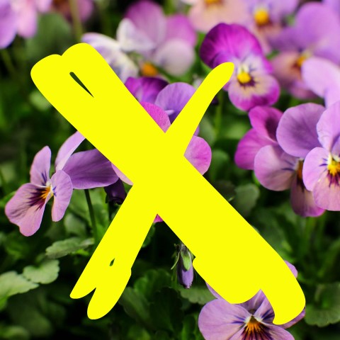 violen peuter