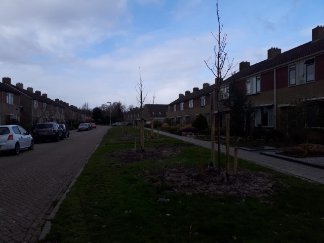bomen3