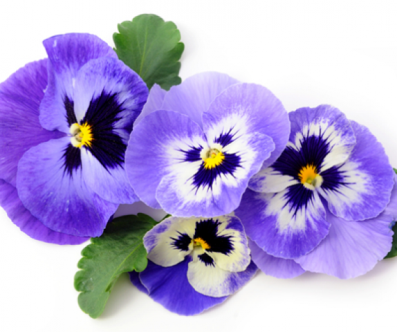 violen