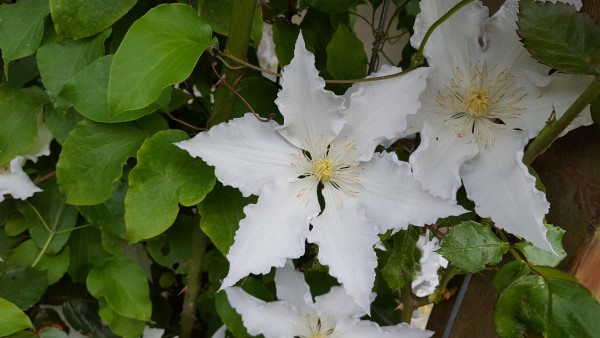 open tuin