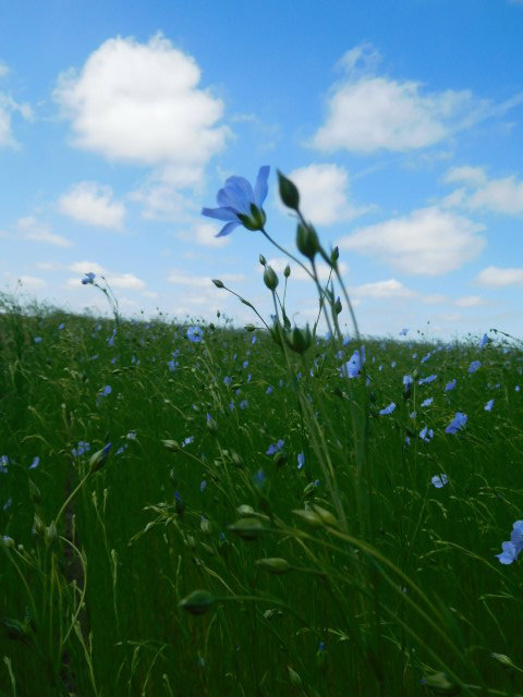 vlasbloem