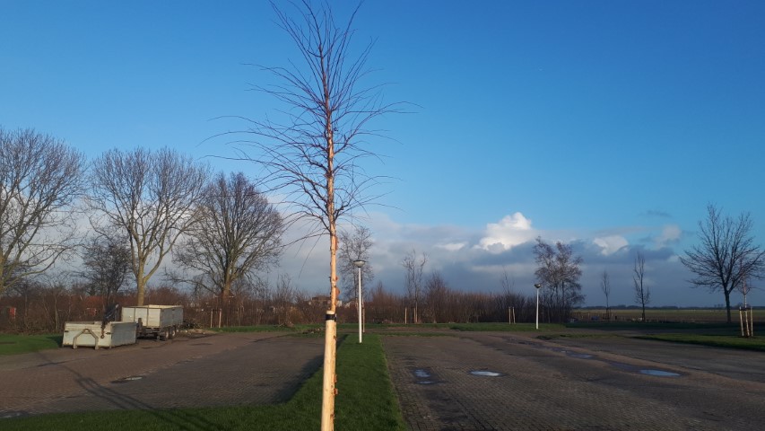 bomen sporthal2