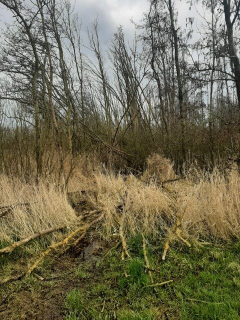 bos1 Klein